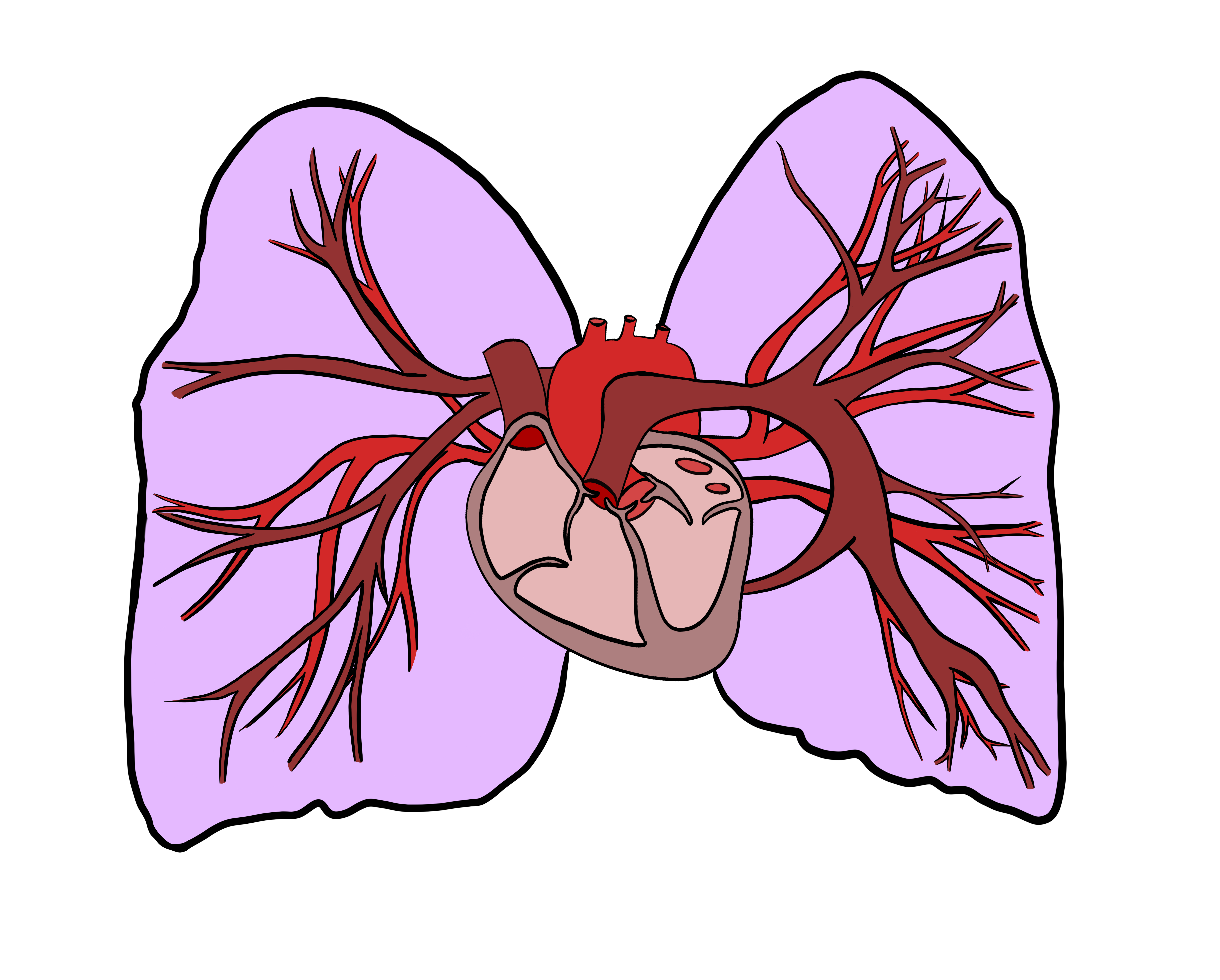 Heart_Lungs